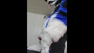 Johnny Huskey – Paw off and cum :3